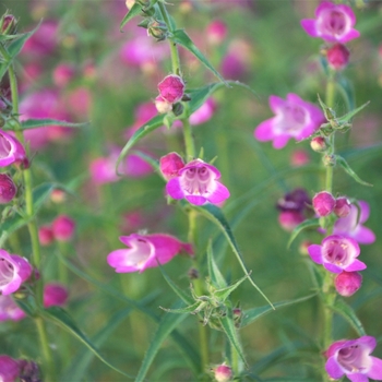 Penstemon x mexicali