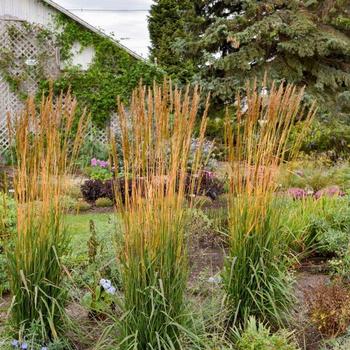 Sorghastrum nutans 'MNYG318153' 