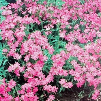 Silene carolina var. wherryi