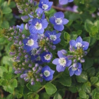 Veronica liwanensis