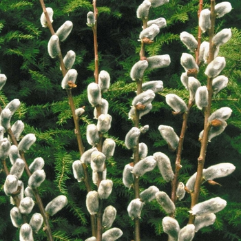 Salix gracilistyla x caprea 'Winter Glory' 