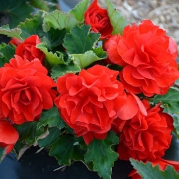 Begonia x tuberhybrida 'Mocca Red' 