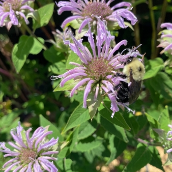 Monarda fistulosa