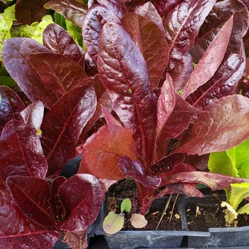 Brassica oleracea var. capitat 'Big Flat Head' 