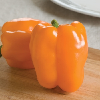 Capsicum annuum 'King Arthur' 