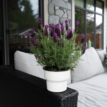 Lavandula stoechas Anouk Twilight