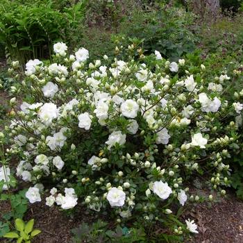 Rhododendron Linwood hybrid 'Hardy Gardenia' 
