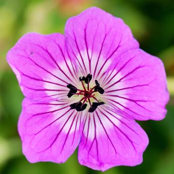 Geranium 'Kelly Anne' 