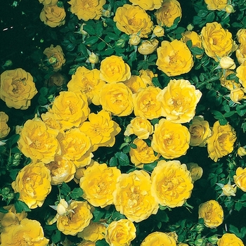 Rosa foetida var. persiana