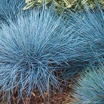 Festuca 'Cool as Ice' 