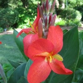 Canna x generalis 'Scarlet' 