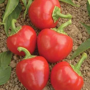 Capsicum annuum 'Time Bomb' 