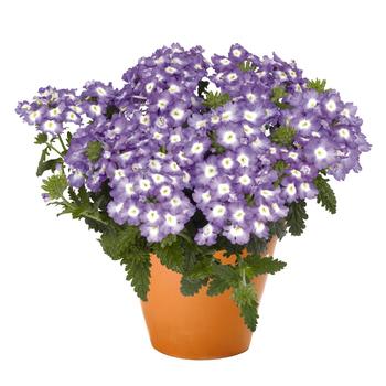 Verbena 'Empress Flair Blue Charme'