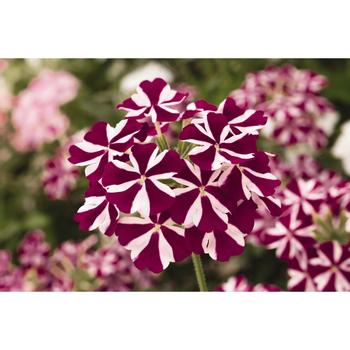 Verbena 'Empress Flair Burgundy Star' 