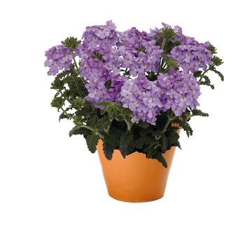 Verbena 'Empress Flair Lavender Blue'