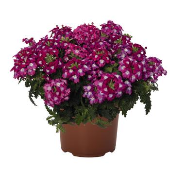 Verbena 'Empress Flair Neon'