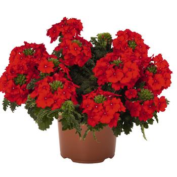 Verbena 'Empress Flair Red' 