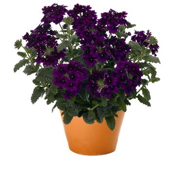 Verbena 'Empress Flair Violet Blue'