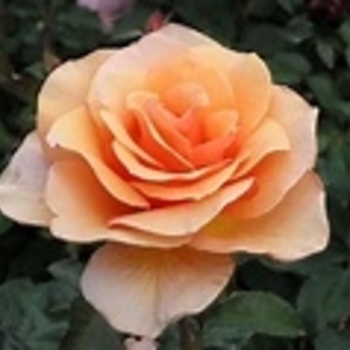 Rosa 'Brandy' AROcad