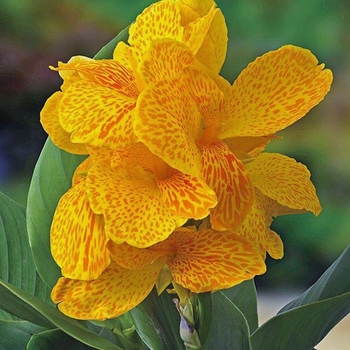 Canna x generalis 'Happy Emily®' 