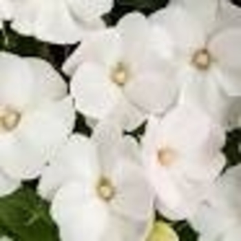 Impatiens 'SAKIMP068' PPAF