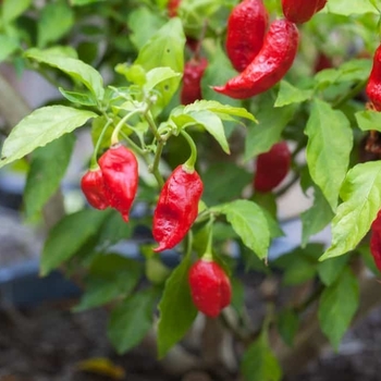 Capsicum annuum 'Carolina Reaper' 