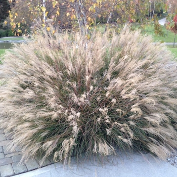 Miscanthus sinensis 'Little Kitten' 
