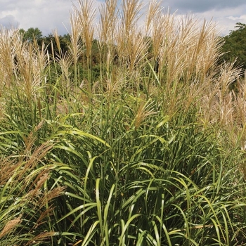 Miscanthus sinensis 'NCMS1' PPAF