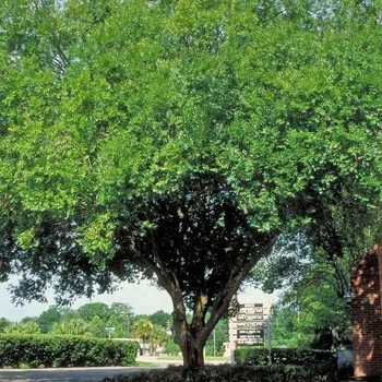 Ulmus parvifolia 'Drake' 