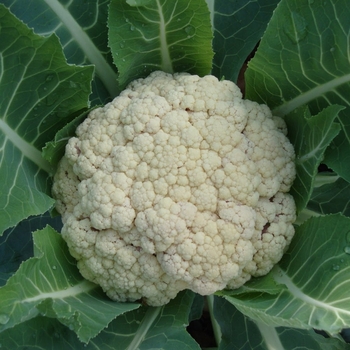 Brassica oleracea 'Snow Crown' 