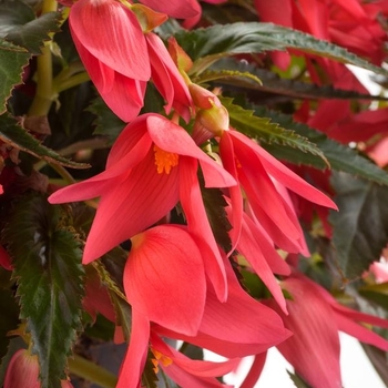 Begonia boliviensis 'Encanto Pink' 
