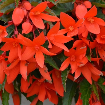 Begonia boliviensis 'Encanto Orange' 