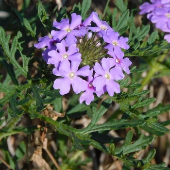 Glandularia bipinnatifida var. bipinnatifida