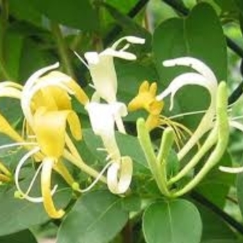 Lonicera japonica 'Halliana' 