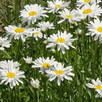 Leucanthemum 'Multiple Varieties' 