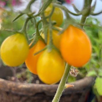 Lycopersicon esculentum 'Yellow Pear' 