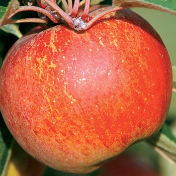 Malus 'Red Duchess' 