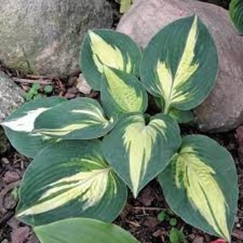 Hosta 'Lakeside Cupcake' 