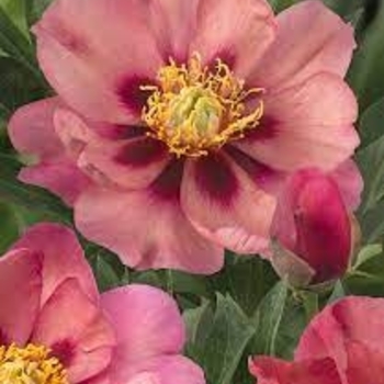 Paeonia 'Old Rose Dandy' 