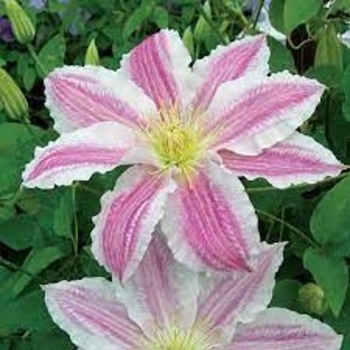 Clematis 'Cotton Candy' 