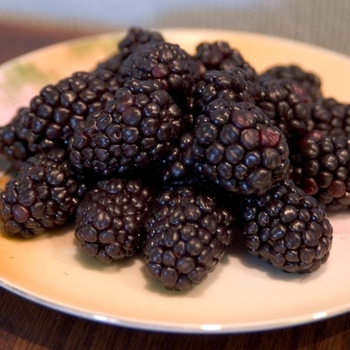 Rubus 'Bristol' 