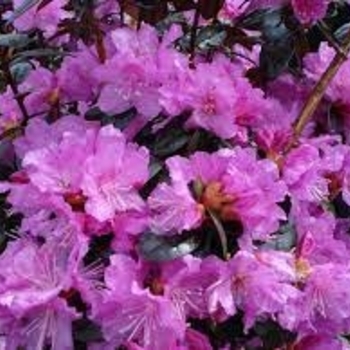 Rhododendron 'PJM Elite Star' 