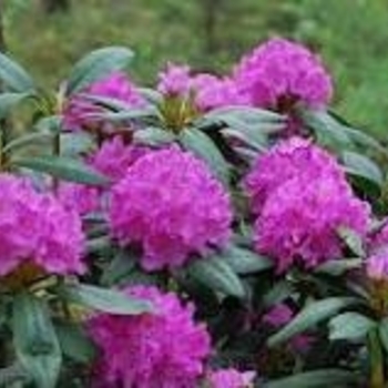Rhododendron 'English Roseum' 