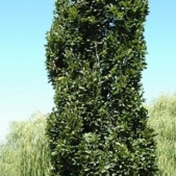 Fagus sylvatica 'Fastigiata' 