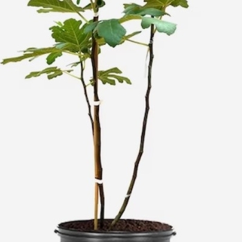 Ficus carica 'Celeste' 