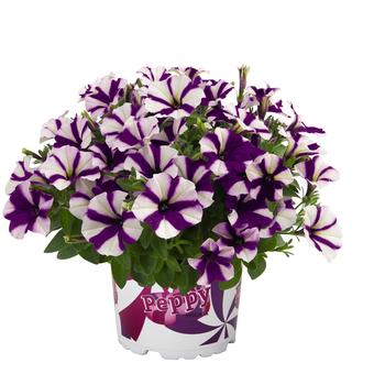 Petunia 'Peppy Blue' 