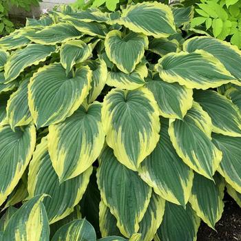 Hosta 'Drop-Dead Gorgeous' 