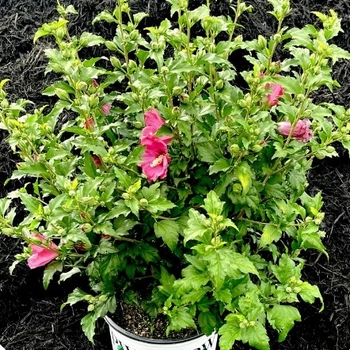 Hibiscus syriacus