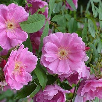 Rosa palustris