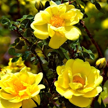 Rosa 'Golden Showers' 